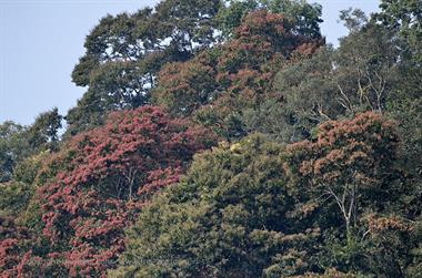 Periyar Lake N.P., Thekkady_DSC7474_H600